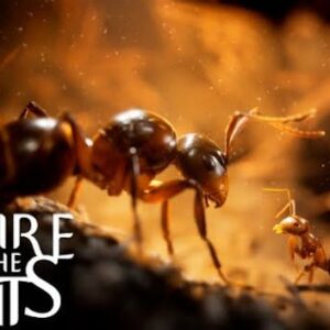 Empire of the Ants